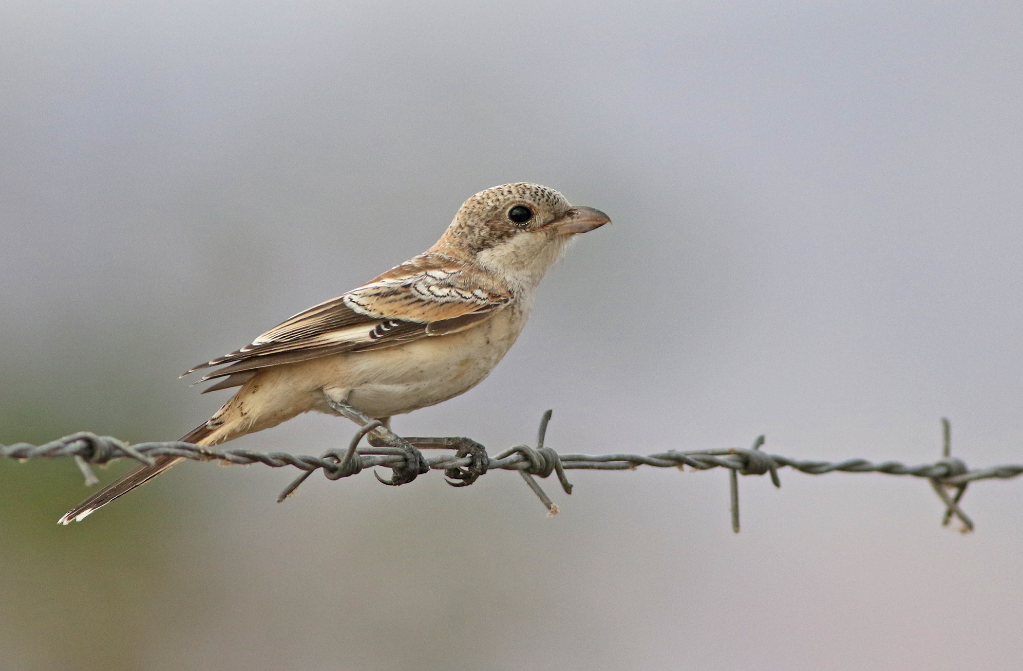 Red-backed Shrike